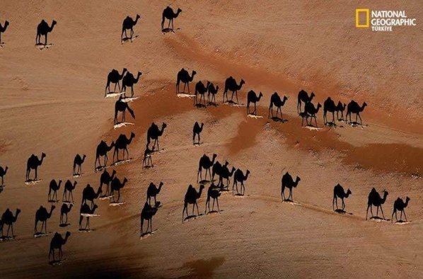 camels (1).jpg